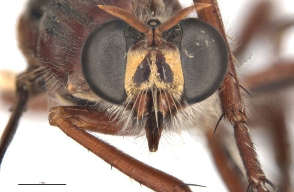 Descubrieron nuevos insectos en Australia y les pusieron nombres de superhéroes de Marvel