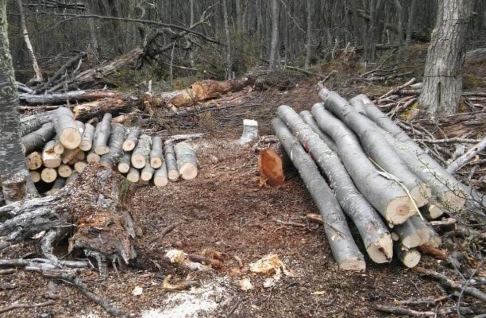 La madera de lenga es el material más elegido para la construcción en Tolhuin