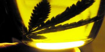 Aceite Cannabis