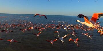 Vuelo de Flamenco Austral en el Mar de Ansenuza