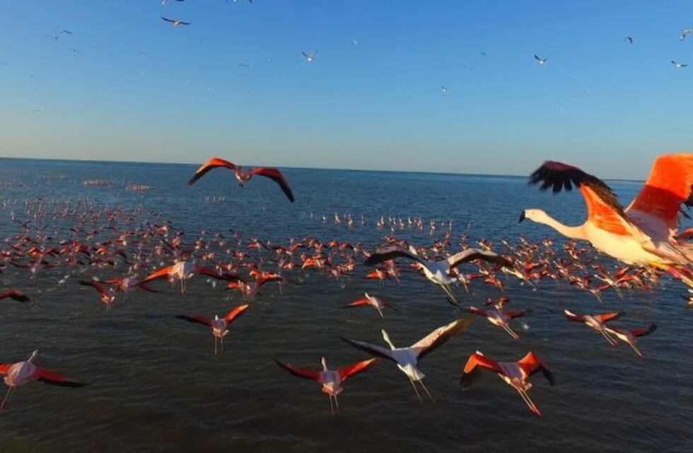 Ansenuza: el majestuoso vuelo de los flamencos captado como nunca