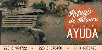 Cuidaba más de 100 perros y se le incendió el refugio: busca ayuda para seguir teniéndolos (Foto: Facebook)