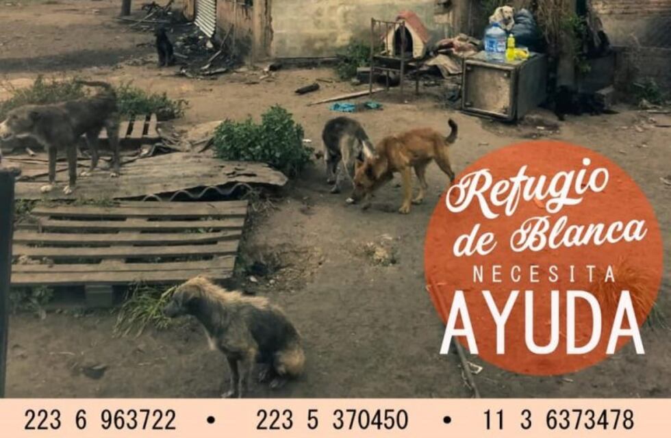 Cuidaba más de 100 perros y se le incendió el refugio: busca ayuda para seguir teniéndolos