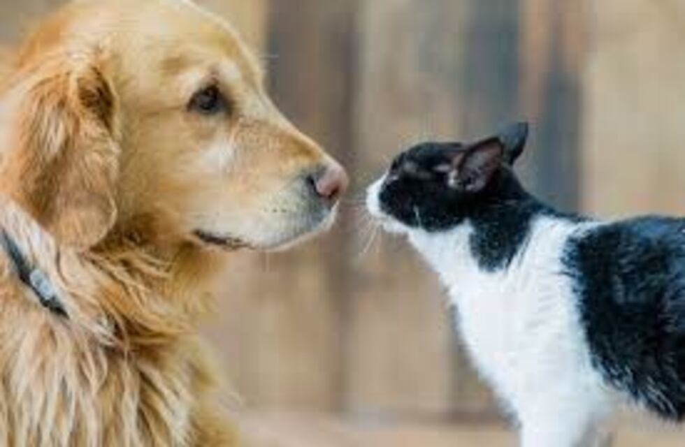 Un perro se encuentra con cuatro gatos y su reacción es viral