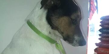 Pirata, el perro de barrio Jardín que murió de un balazo por defender a uno de los vecinos que era víctima de un asalto\u002E