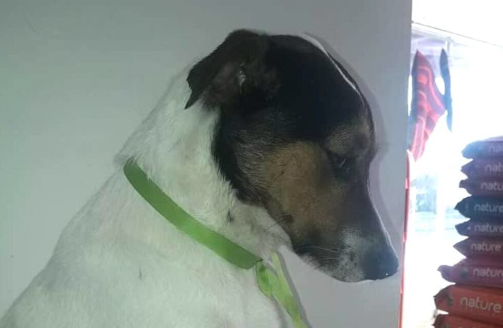 Un barrio entero llora por "Pirata", el perro que murió de un balazo tras proteger a un vecino en un asalto