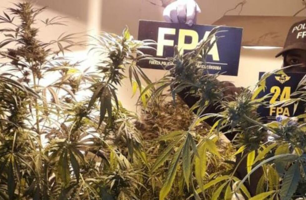 Detienen a un hombre que cultivaba marihuana en un sofisticado vivero