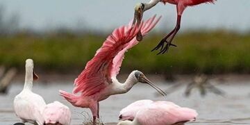Espátula Rosada - PH Eduardo Ordóñez