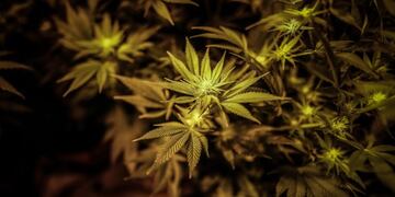 ACOMPAÑA CRÓNICA ARGENTINA MARIHUANA / AME7416\u002E BUENOS AIRES (ARGENTINA), 11/08/2020\u002E- Detalle de las plantas en el vivero donde Lucas cultiva marihuana en su casa, el 7 de agosto de 2020, en la Provincia de Buenos Aires\u002E El autocultivo medicinal de cannabis es la gran novedad en la reglamentación que prepara el Gobierno argentino, que abre la puerta a una ley integral que regule todos los usos de la planta y que colme las aspiraciones de las organizaciones que desde hace años luchan por la legalización\u002E EFE/Juan Ignacio Roncoroni