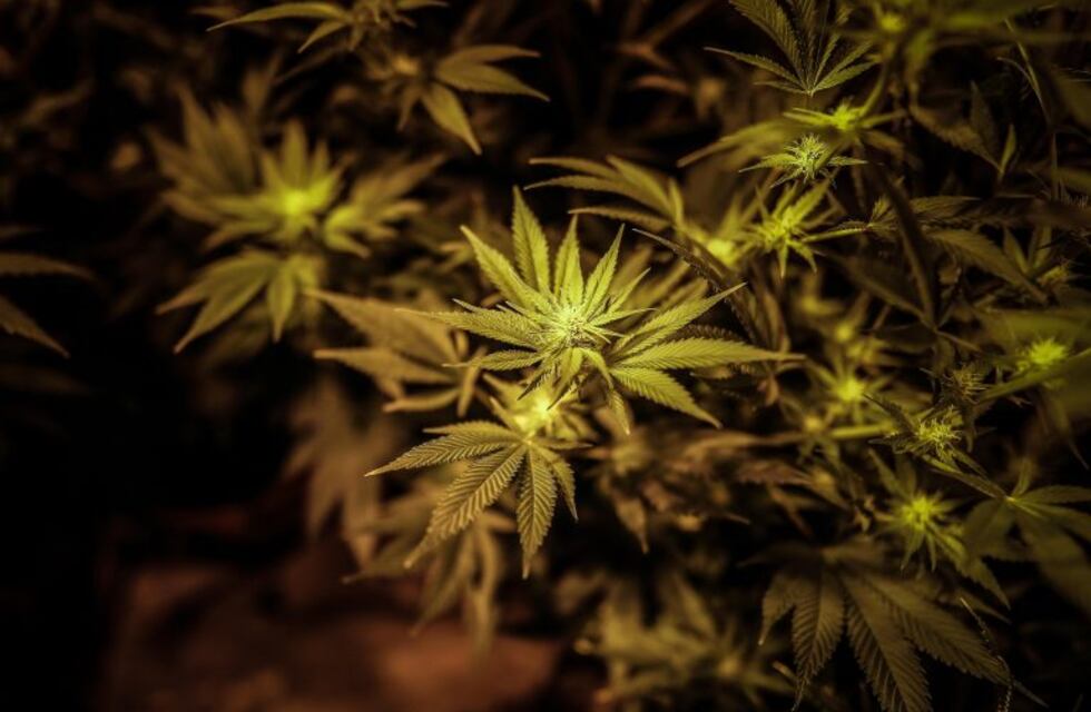 Incautaron 9 plantas de marihuana en un descampado