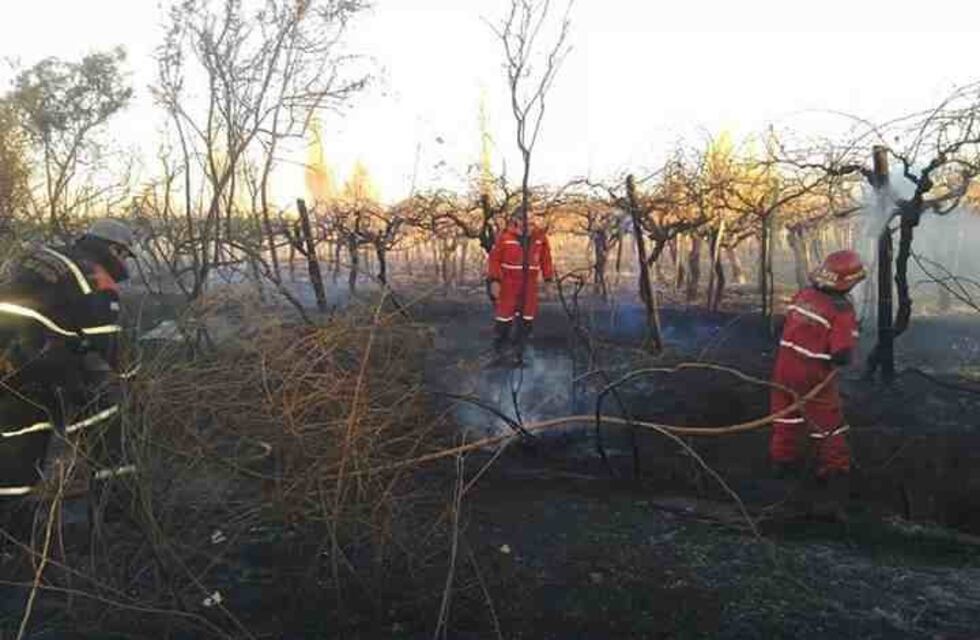 Incendio afecto viñedos en Villa Castelli