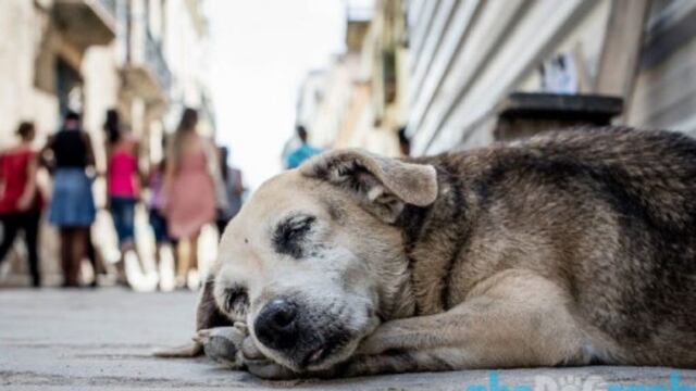 Perros callejeros