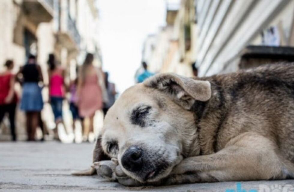 La problemática de los perros otra vez en el Concejo Deliberante