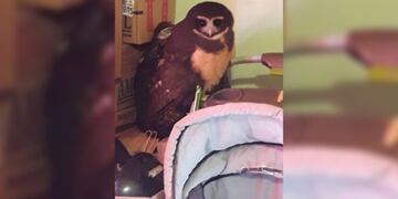 Una lechuza “mocha” entró a una casa en Jardín América