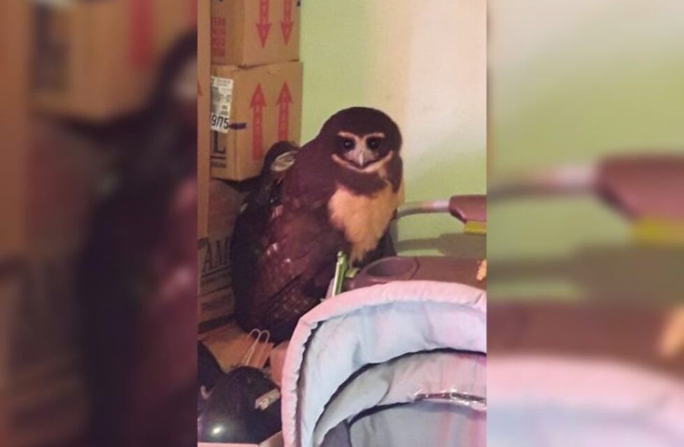 Una lechuza mocha entró a una casa en Jardín América