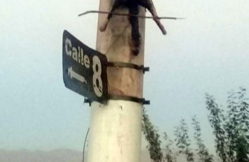 Espeluznante: crucificaron a un zorro en un poste de luz