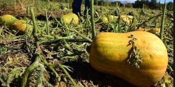 En referencia al consumo de electricidad por riego agrícola, el nuevo texto incluye que las empresas distribuidoras descuenten el 25% de la facturación para quienes están declarados en emergencia y el 50% si se trata de desastre\u002E