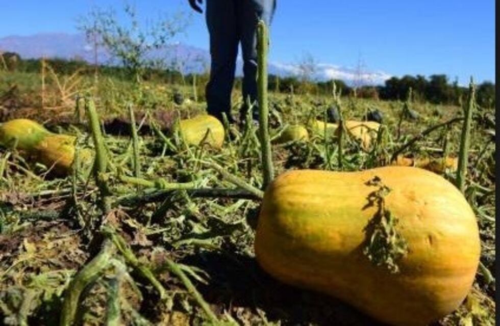 La Ley de Emergencia Agrícola sufriría modificaciones