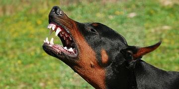 doberman