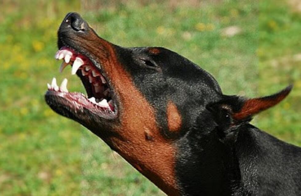 Maipú: un hombre murió al ser atacado por sus propios perros