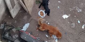 Así estaban los perros rescatados en San Luis\u002E