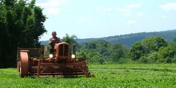 Cosecha de té en Misiones\u002E