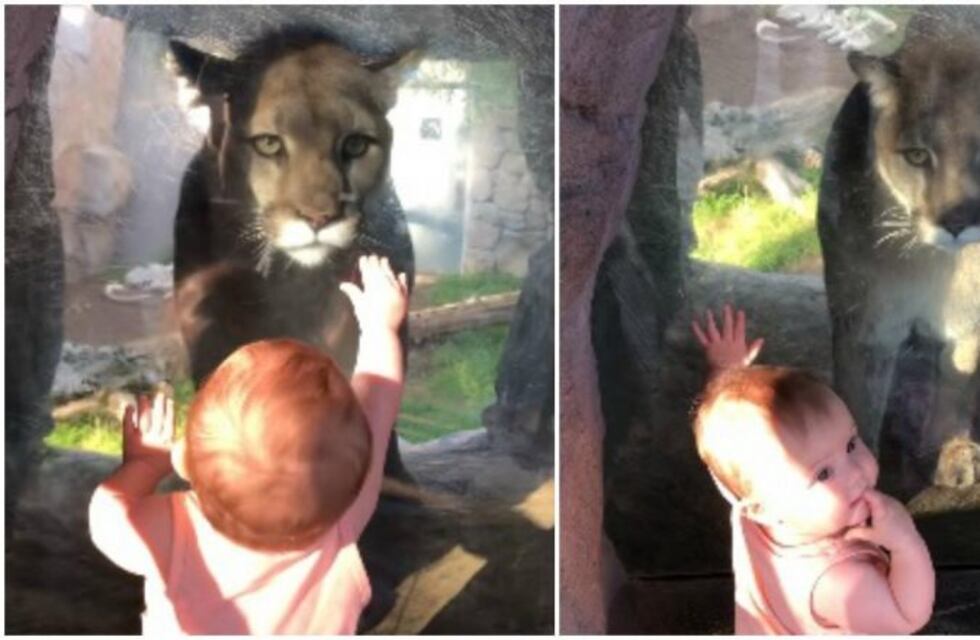Viral: la sorprendente reacción de un bebé al encontrarse cara a cara con un puma
