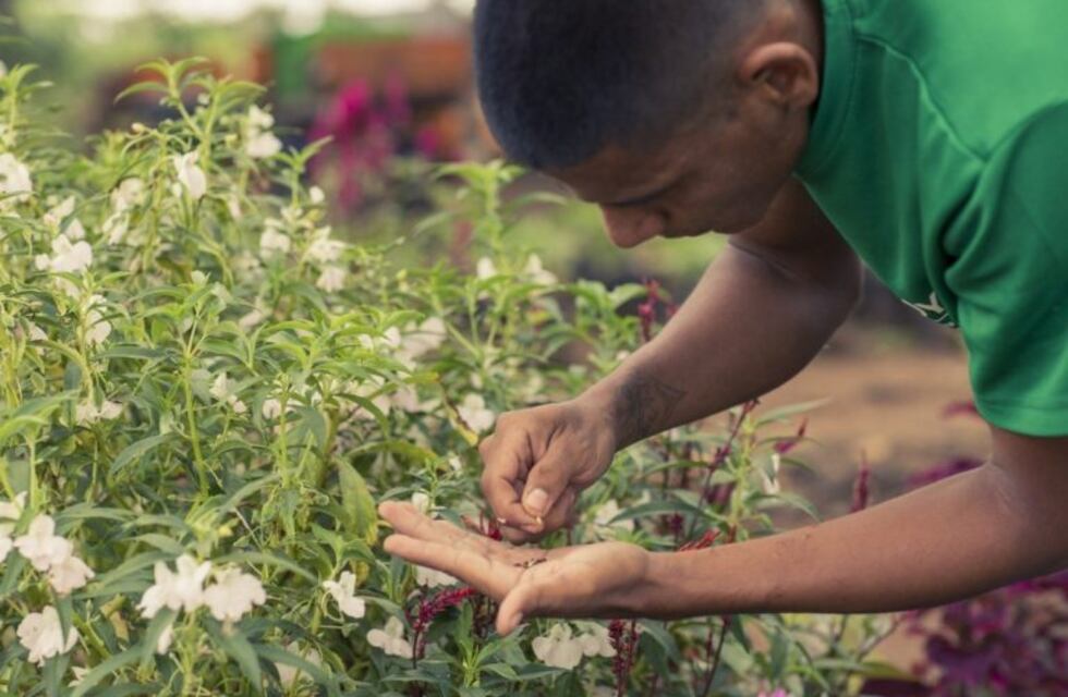 Las recomendaciones para cuidar tu jardín