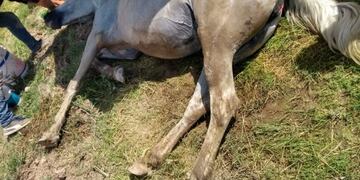 caballo bahía blanca