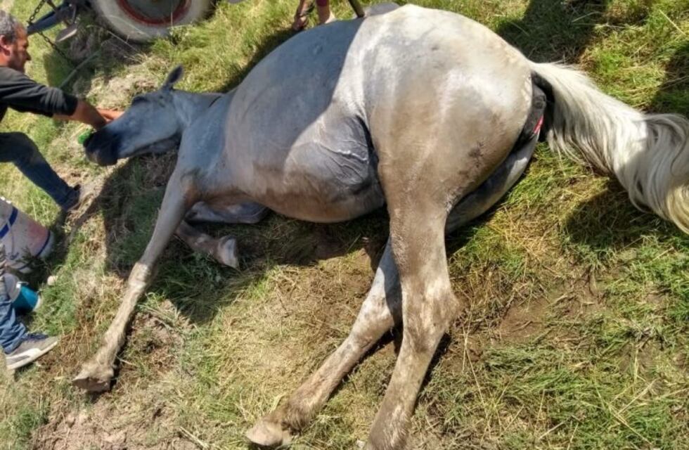 Caballo maltratado y asistido