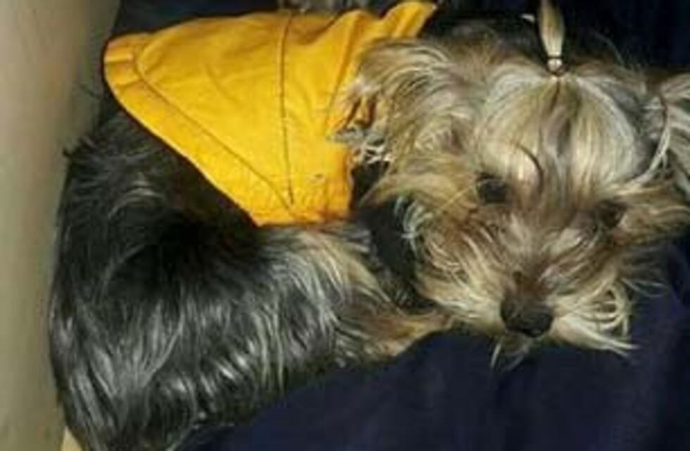 Buscan a cachorro de un nene con retraso madurativo que es vital para su desarrollo y comunicación