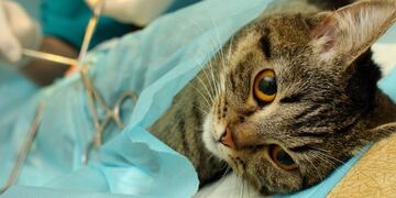 Castración de felinos