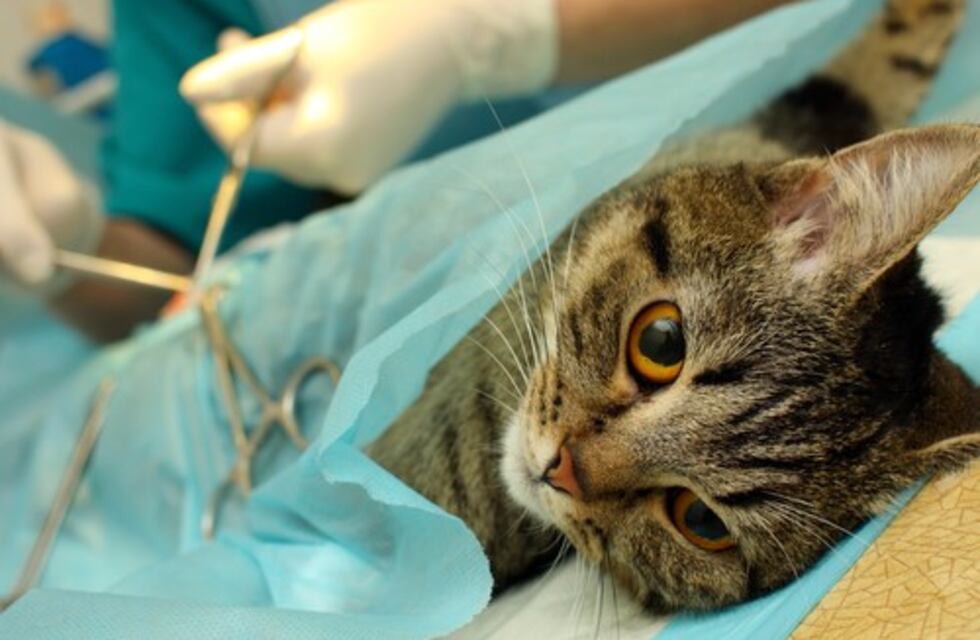 Tráiler de Esterilización Canina y Felina en Comodoro