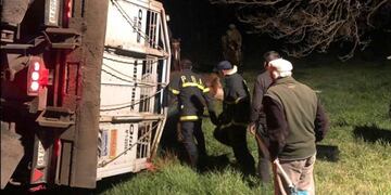 Ruta 3: volcó un camión con hacienda y los bomberos de Azul rescataron a los animales