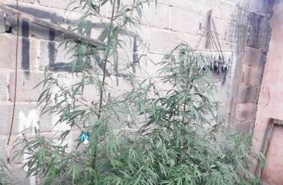 Belén: la policía secuestró plantas de marihuana de una casa