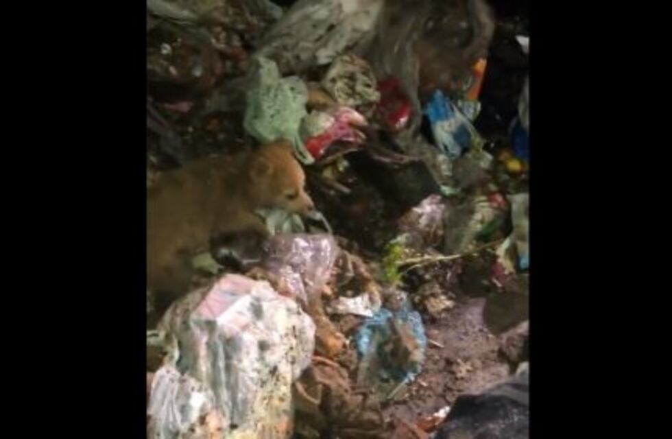 Escucharon llorar a un perrito en el camión de basura, lo rescataron y ya tiene casa