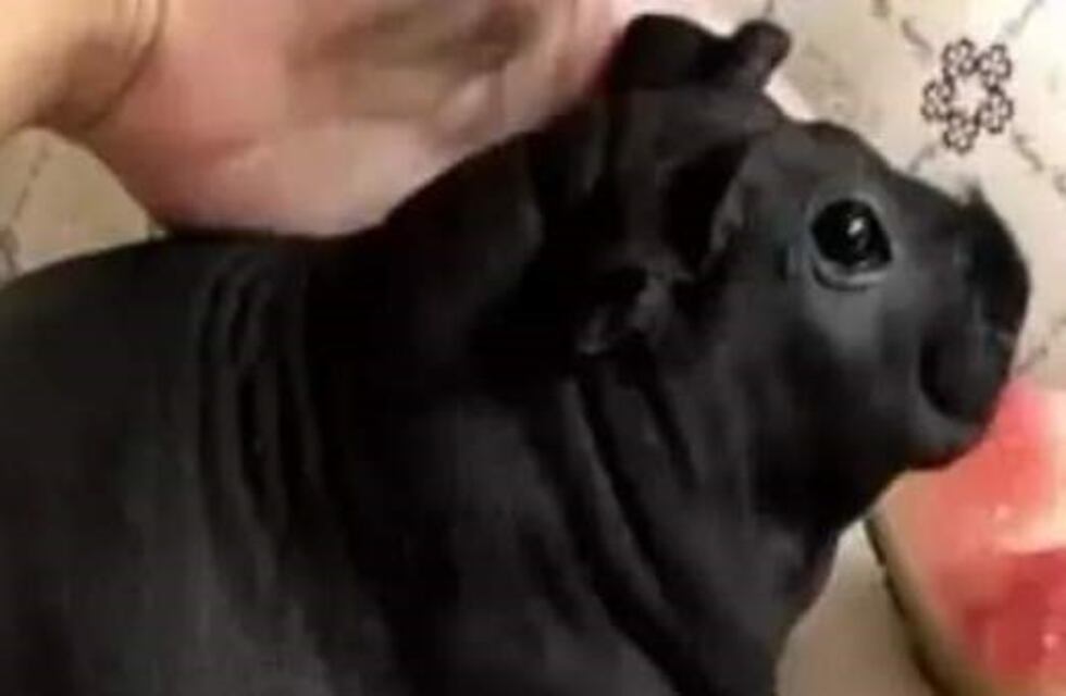 Quiso comprar un perrito pero le vendieron una rata