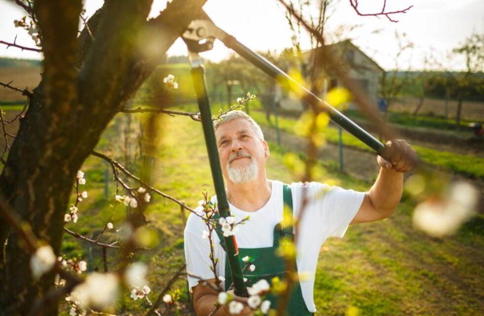 Llega la primavera: ¿cómo cuidar nuestro jardín de las plagas?