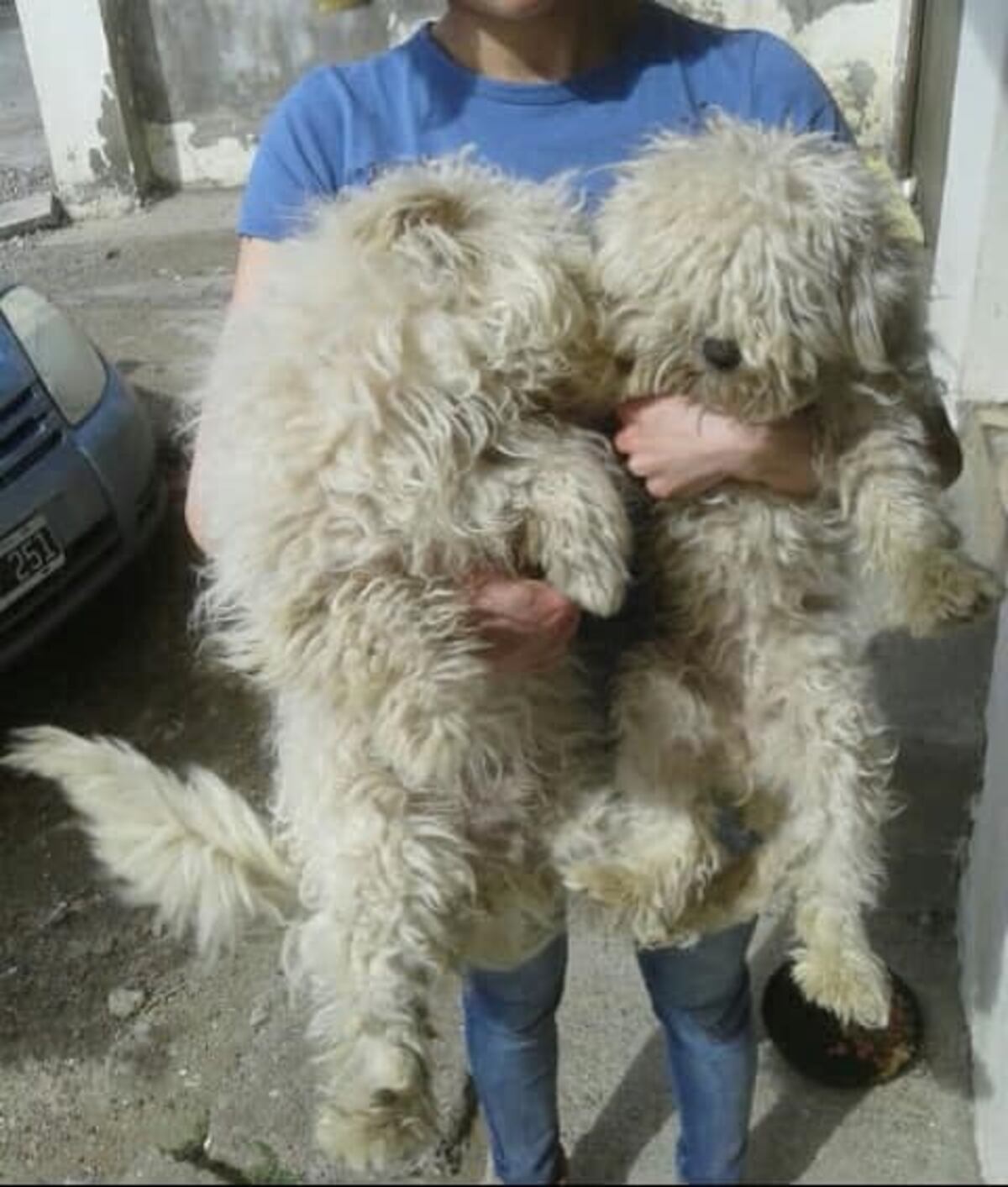 Los Antigüos: inscriben para el programa de Tenencia Responsable de Mascotas