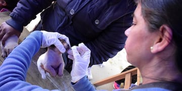 Las desparasitaciones serán gratuitas para todas las mascotas