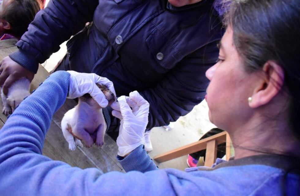 Atención a mascotas este miércoles en el Barrio Divino Niño