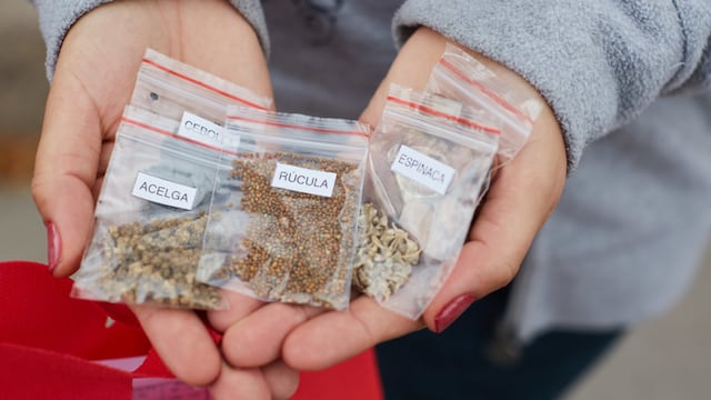 Semillas imágen ilustrativas