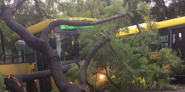 El episodio ocurrió este miércoles al mediodía en la zona de Luis Agote\u002E (Pablo Procopio)