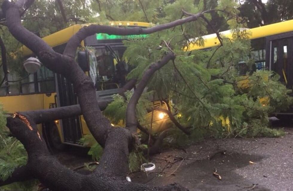 Un árbol cayó sobre un colectivo en Salta y Cafferata