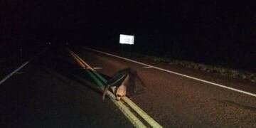 Puerto Península: evitaron el atropellamiento de un oso hormiguero grande