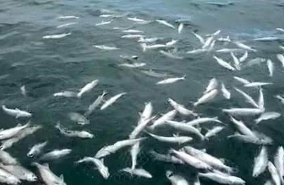 Pesca con explosivos en el dique El Tunal