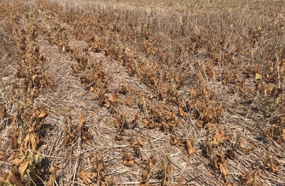 Nación declaró la emergencia agropecuaria en Santa Fe