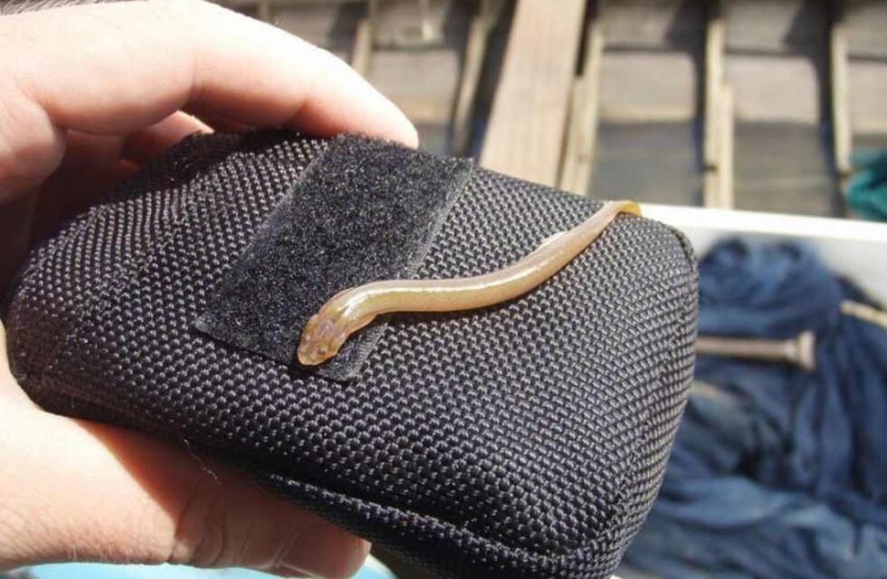 Desmienten presencia del pez vampiro en el Paraná