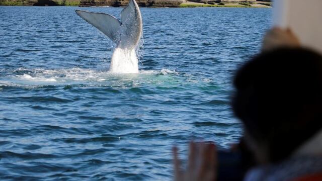 Ballenas en Chubut\u002E