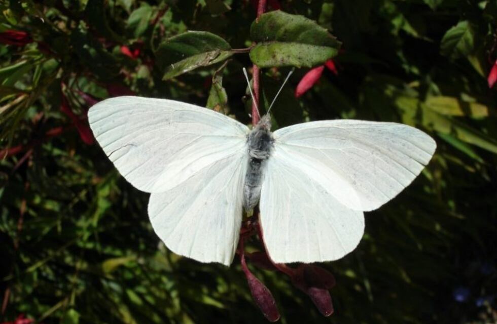 Mariposas blancas "invaden" Alta Gracia